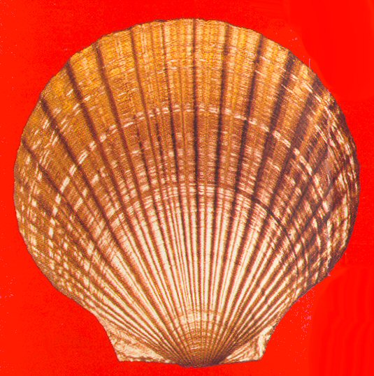 shell.jpg (94401 bytes)